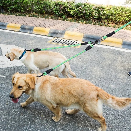 deux golden marche rue avec laisse double pour chien vert