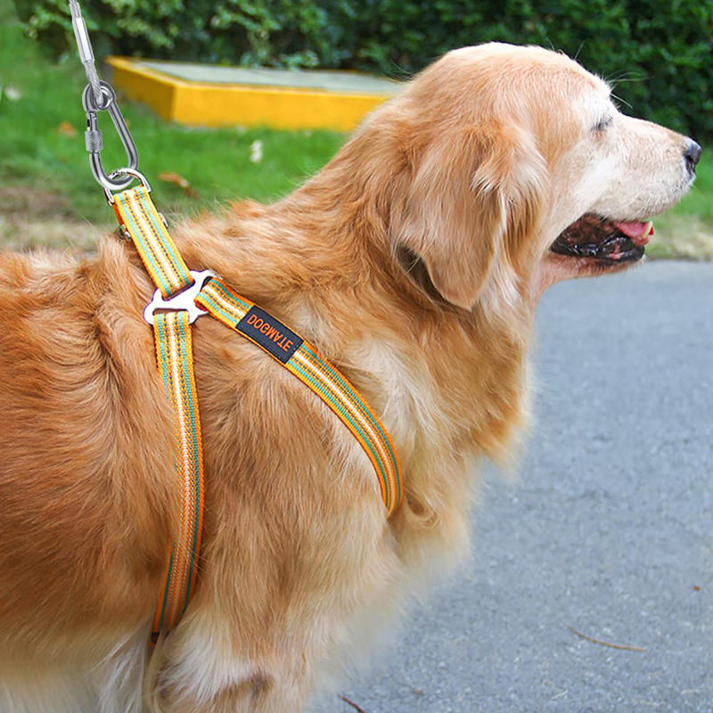 golden tenu par laisse cable pour chien