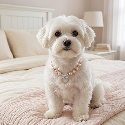 maltais blanc sur lit avec collier pour chiot perles blanc