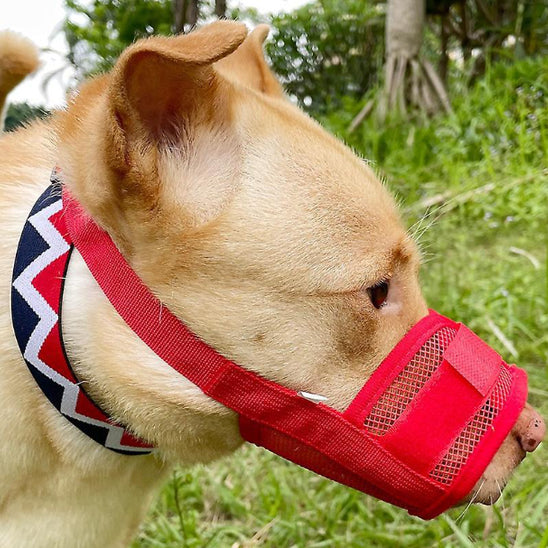 shiba inu roux avec museliere chien anti aboiement rouge filet nylon extérieur