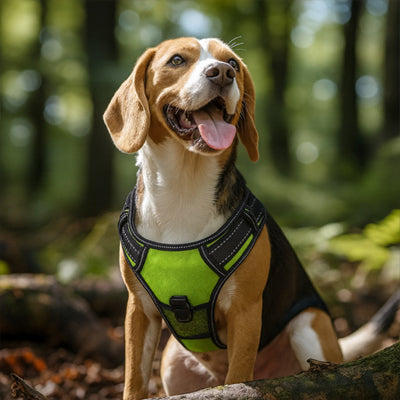 beagle souriant en portant un harnais chien lumineux vert tissu oxford respirant