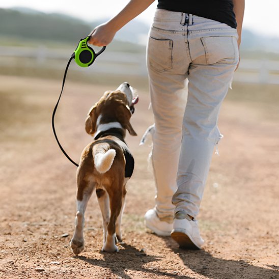 beagle tenu en laisse pour chien enrouleur