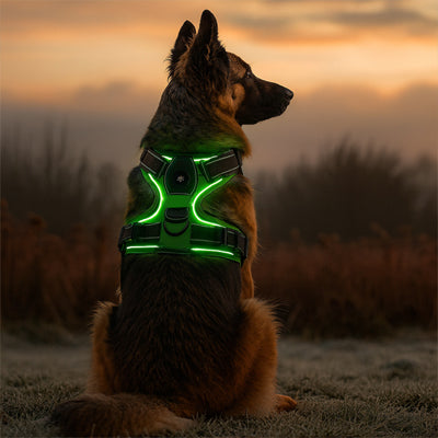 berger allemand au coucher du soleil avec harnais chien lumineux led vert réglable