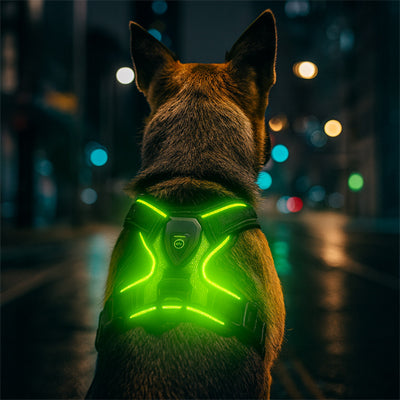 berger allemand de nuit portant un harnais chien lumineux led vert avec bandes reflechissantes