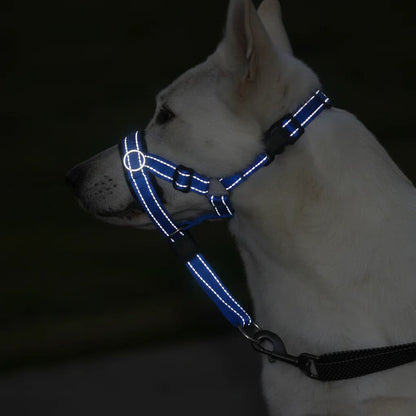 berger blanc museliere chien licou bleu bandes reflechissantes nuit
