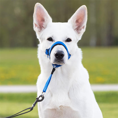 berger blanc museliere chien licou bleu face parc exterieur
