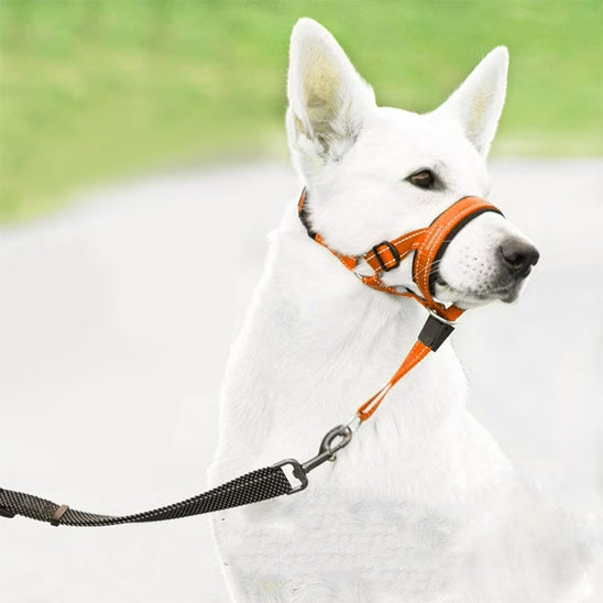 berger blanc museliere chien licou orange nylon reglable exterieur