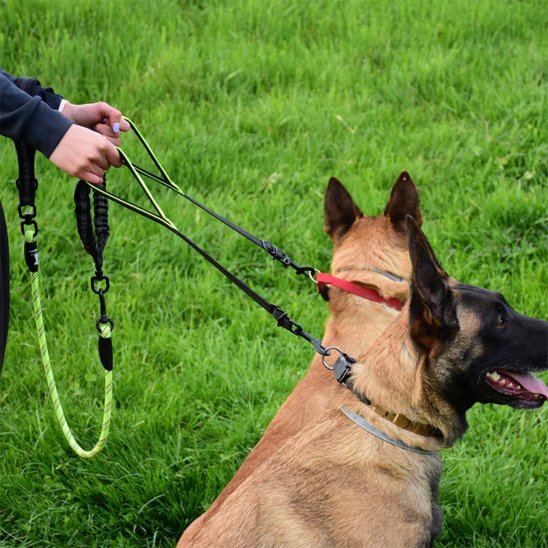 bergers belge retenu avec double laisse pour chien