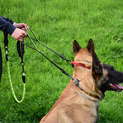 bergers belge retenu avec double laisse pour chien