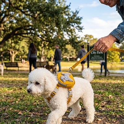 bichon en promenade avec harnais pour chien sac a dos jaune et laisse