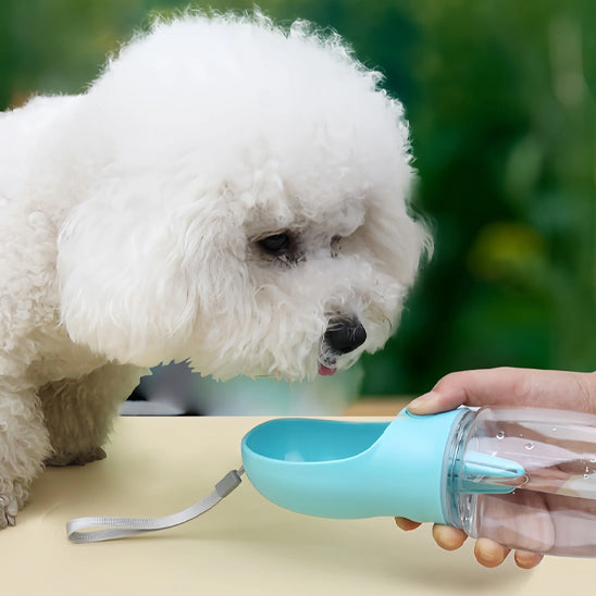 bichon frise table exterieur gourde pour chien portable bleu clair bol eau main