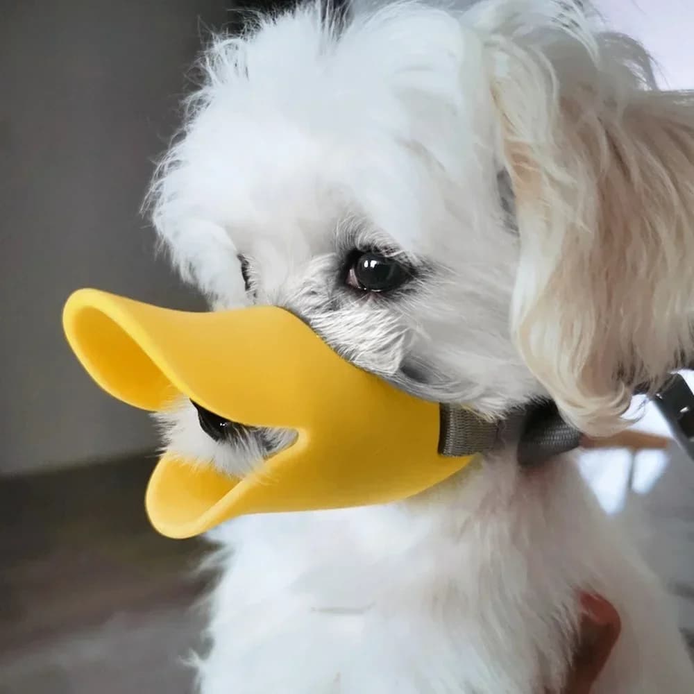 bichon maltais avec museliere chien silicone jaune forme bec canard interieur