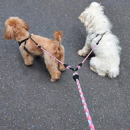 bichons avec laisse double pour chien rose