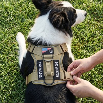 border collie portant harnais chien beige