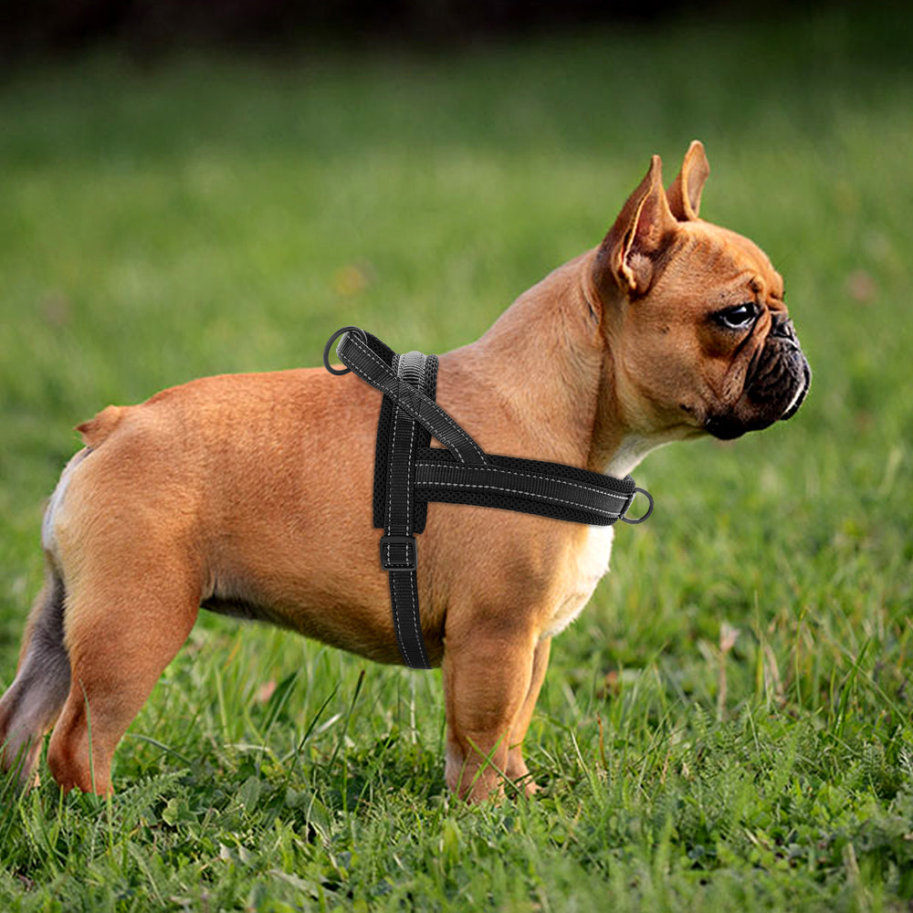 bouledogue francais avec harnais pour chien rembourre reflechissant noir