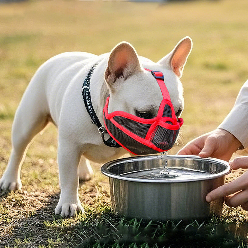 bouledogue francais creme museliere pour chien museaux courts rouge bol eau herbe