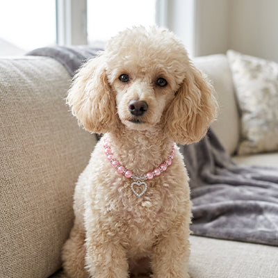caniche beige sur sofa avec collier pour chiot perles rose