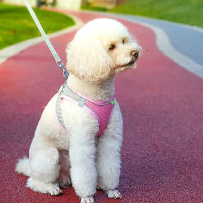 caniche blanc assis portant harnais pour petit chien maille rose 