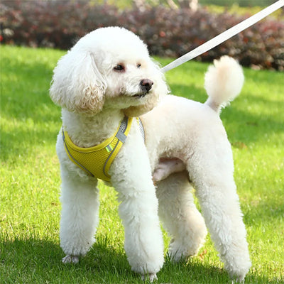 caniche blanc avec harnais pour petit chien maille réfléchissant jaune et laisse
