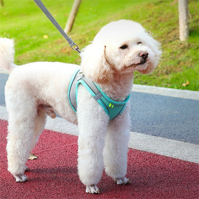 caniche blanc en balade avec harnais pour petit chien maille respirante verte et laisse
