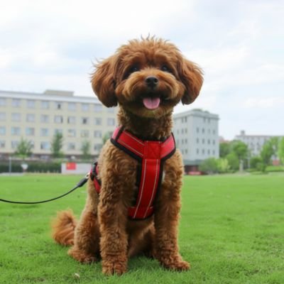 caniche portant harnais pour-petit chien