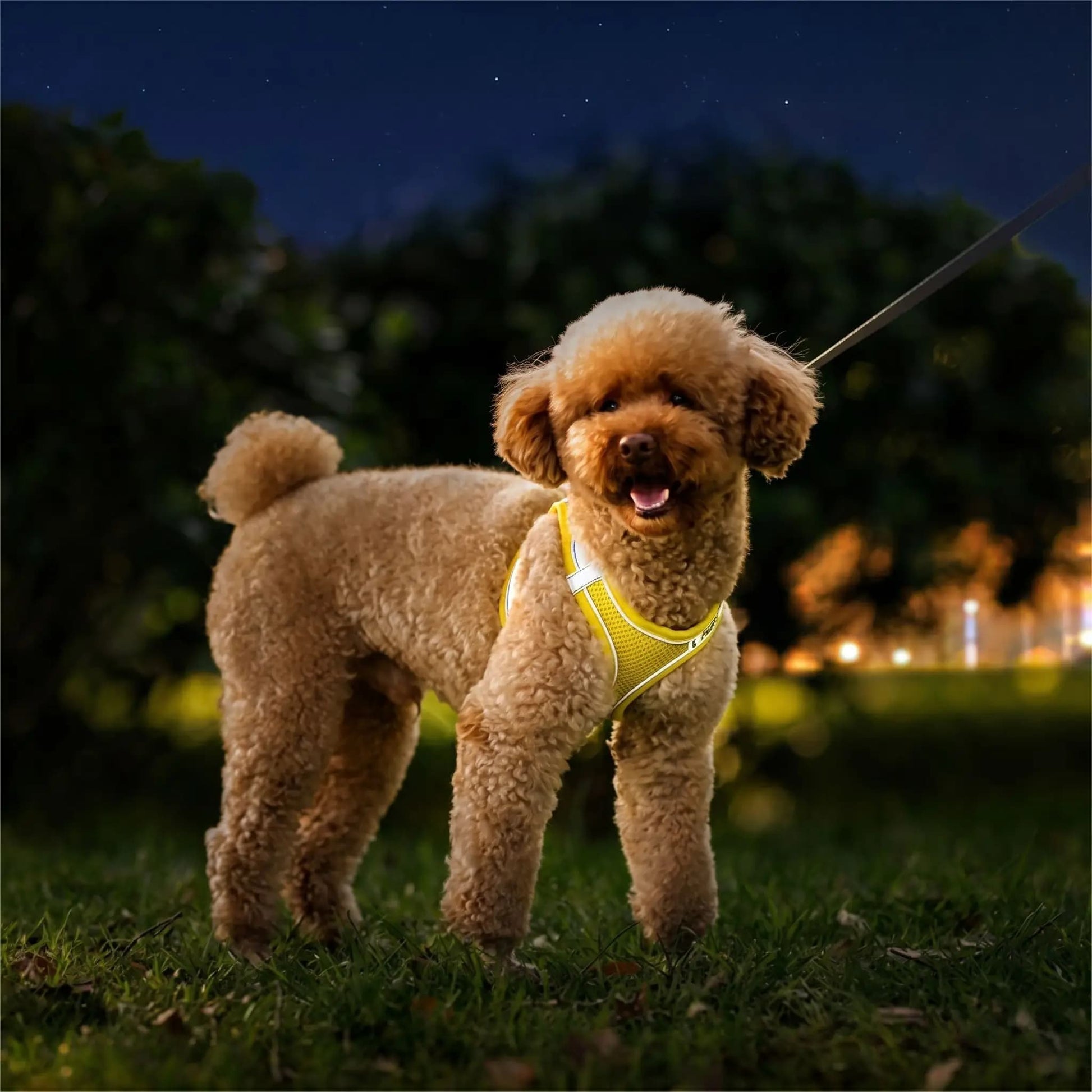 caniche portant un harnais pour petit chien maille reflechissant jaune de nuit avec laisse