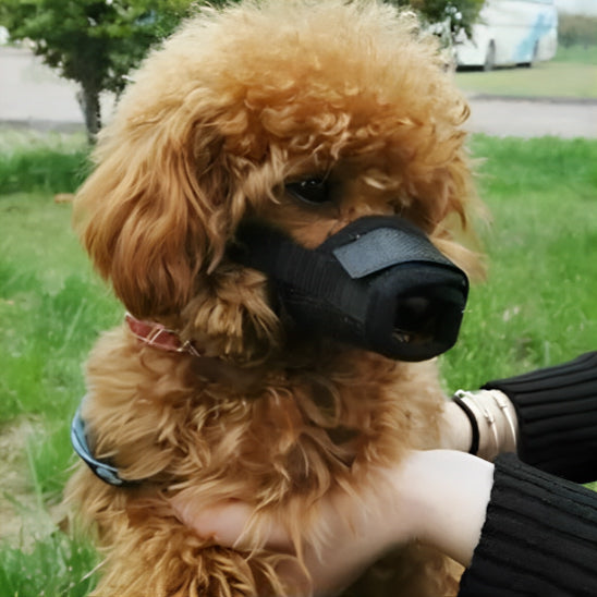 caniche roux avec museliere chien anti aboiement noire nylon exterieur