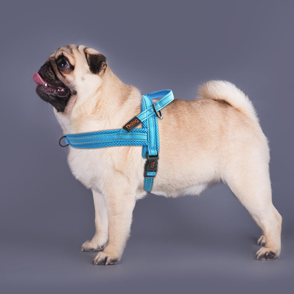 carlin avec harnais pour chien rembourre reflechissant bleu clair