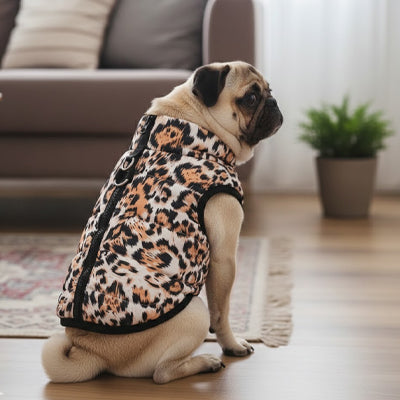 carlin manteau chien leopard interieur salon