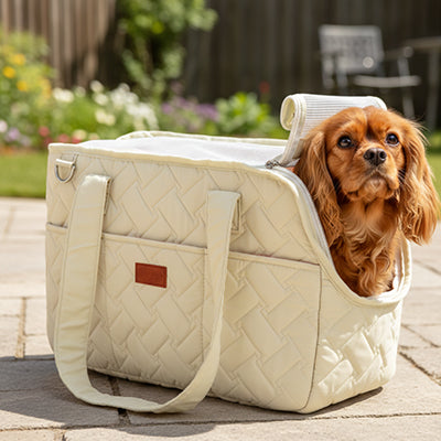 cavalier king charles dans sac de transport pour chien nylon beige ouvert jardin