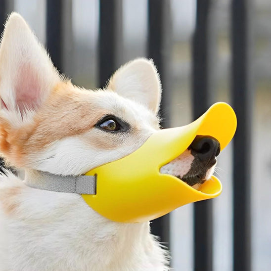 chien blanc avec museliere chien silicone jaune bec canard extérieur grille