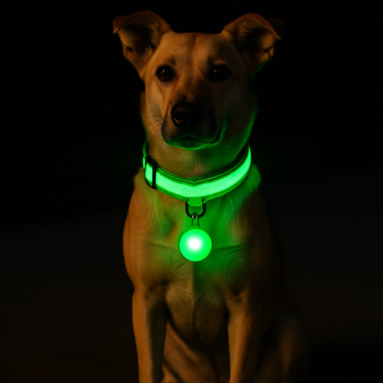 chien brun de nuit portant un collier lumineux pour chien led vert