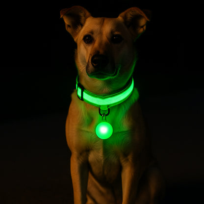 chien brun de nuit portant un collier lumineux pour chien led vert