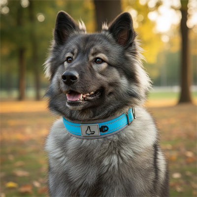 chien gris keeshond assis dans un parc automnal portant un collier pour chien neoprene bleu clair