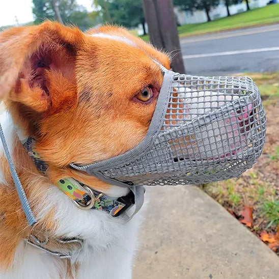 chien roux blanc avec museliere chien maille gris exterieur en laisse