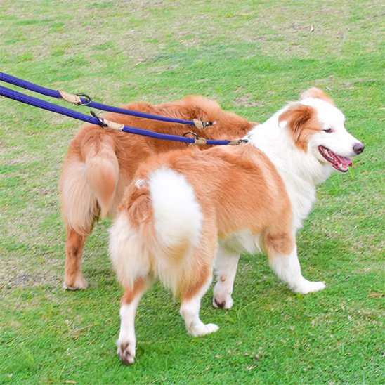 chiens sur pelouse avec laisse double pour chien bleu