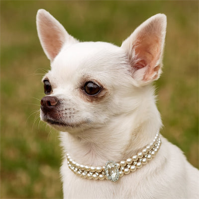 chihuahua blanc de profil portant un collier chien perles double rang cristal