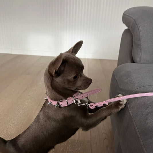 chihuahua brun portant un collier pour chien en cuir pu cloute rose avec laisse assortie