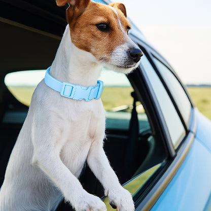 collier chien impermeable bleu