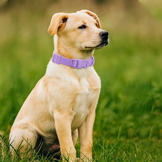 collier chien impermeable violet