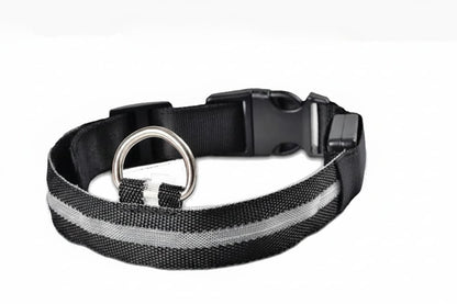 collier lumineux chien led noir fond blanc