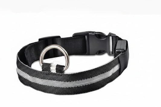 collier lumineux chien led noir fond blanc