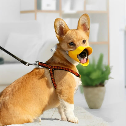 corgi avec museliere chien silicone jaune en laisse salon interieur