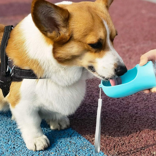 corgi parc exterieur gourde pour chien portable bleu clair bol eau dragonne main