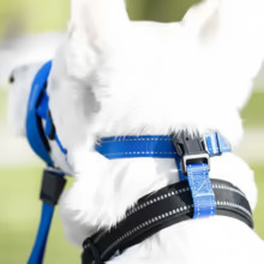 detail sangle museliere chien licou bleu boucle reglable berger blanc exterieur