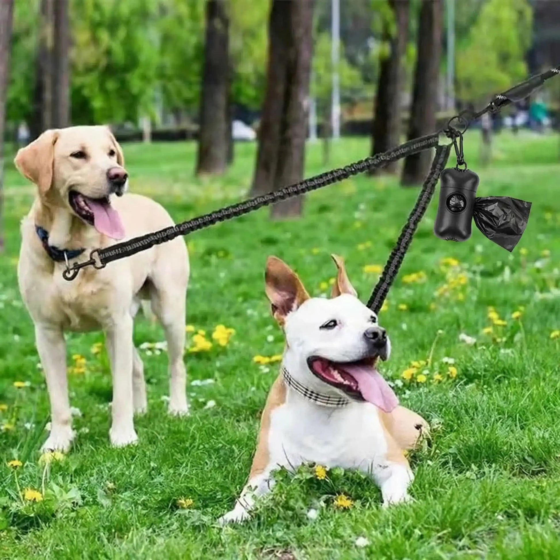 deux chiens avec laisse double pour chien