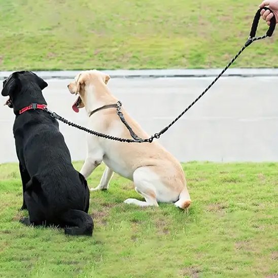 deux labrador assis avec laisse double pour chien noir