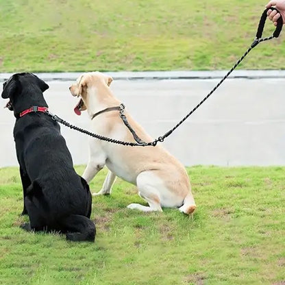 deux labrador assis avec laisse double pour chien noir