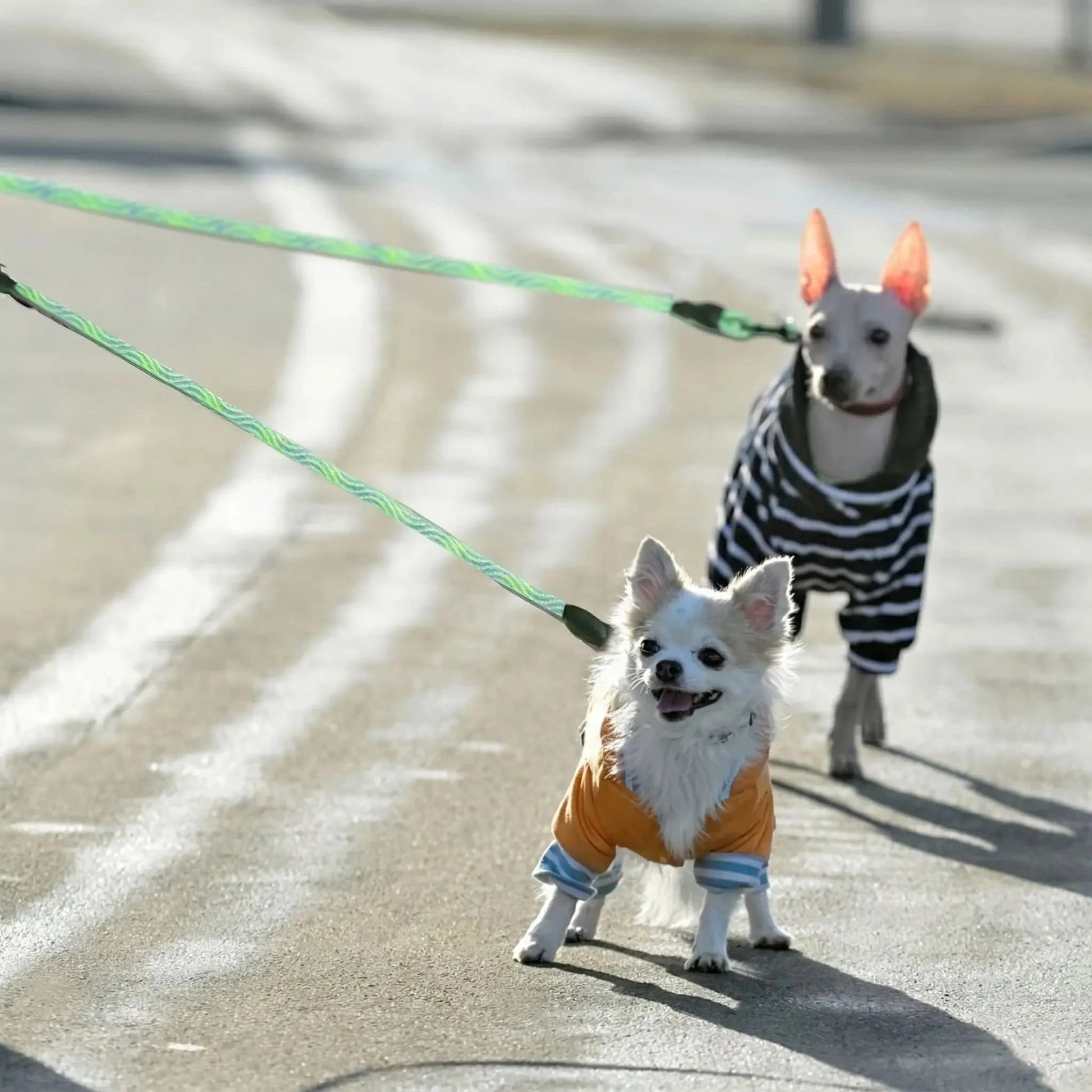 deux petits chiens chihuahua whippet avec laisse double pour chien vert