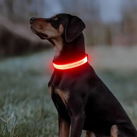 doberman de nuit dans un parc portant un collier lumineux pour chien led orange